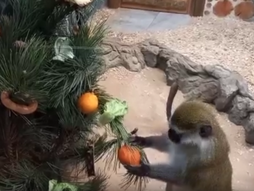Воронежские обезьяны взялись за ёлки: в зоопарке началась предновогодняя суета