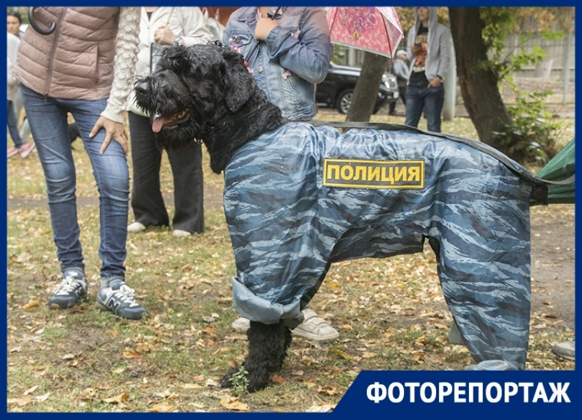 Полицейский пес и питомцы размером с кошку: что увидели воронежцы на выставке собак 