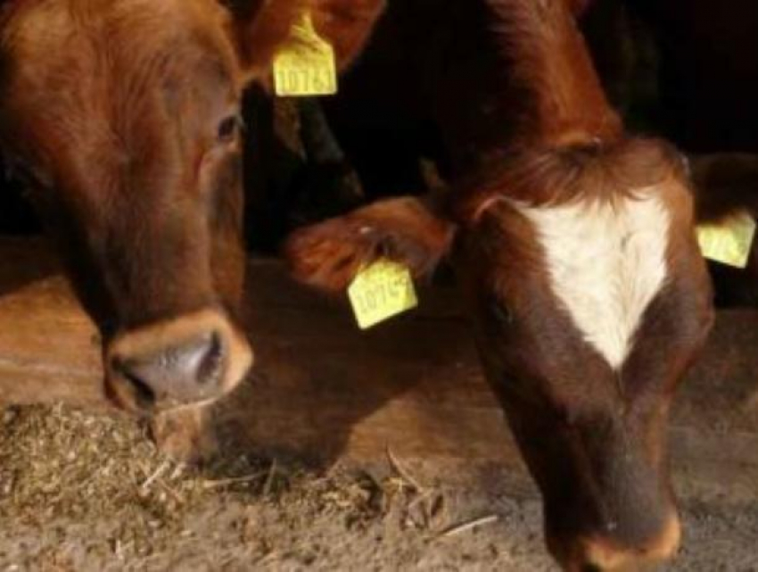 150 австрийских коров-нелегалов ввезли в Воронежскую область 