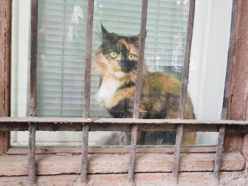 Воронежцы просят спасти котов из квартиры, где умер их хозяин 