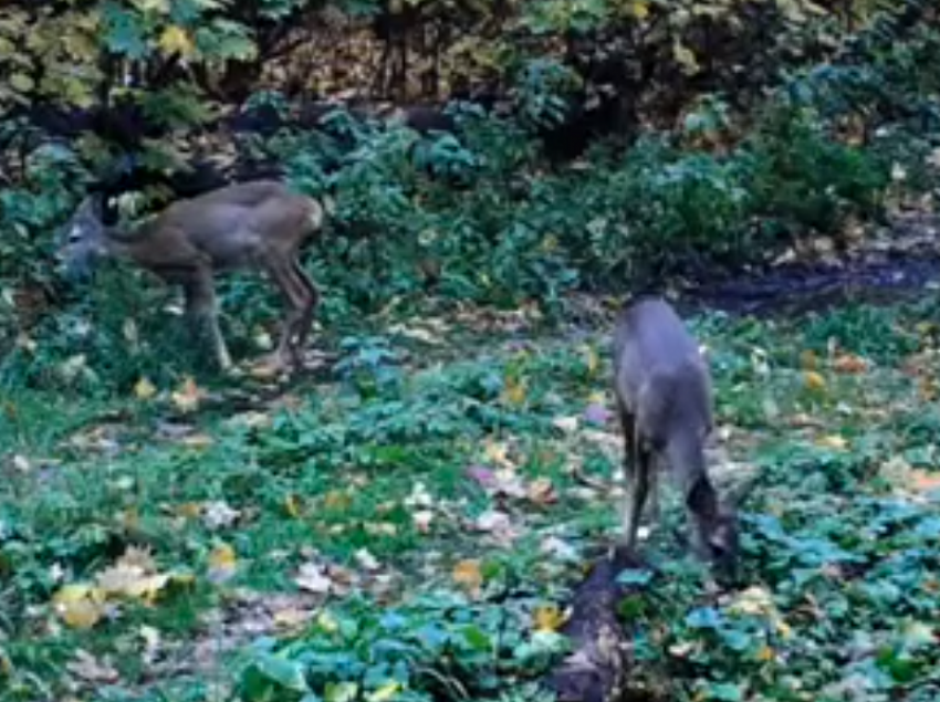 Удивительно милая семья косуль попала на видео в Воронежском заповеднике 