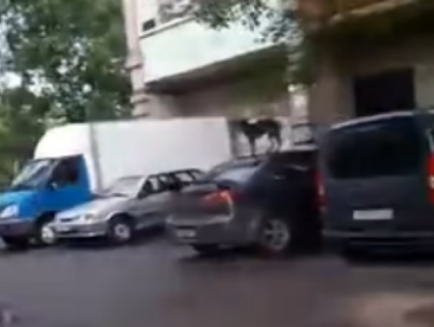 Мохнатого вандала застали на крыше Mitsubishi Lancer в Воронеже