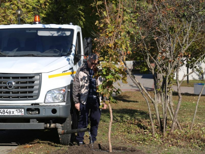 В Воронеже создадут единую систему зелёных зон