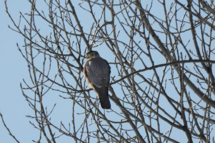 Редкого «маленького сокола» заметили в Хоперском заповеднике в Воронежской области
