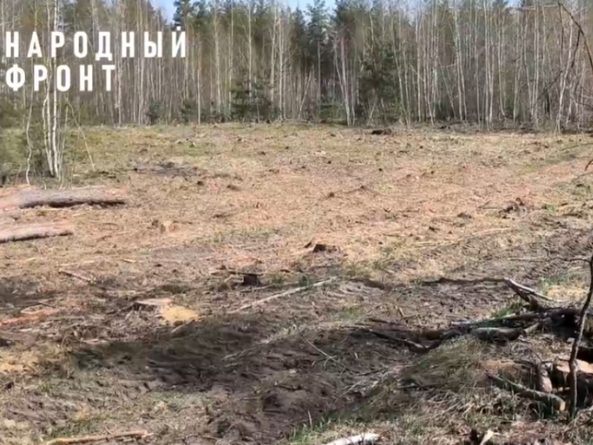 Общественники призвали проверить вырубку сосен в Воронеже