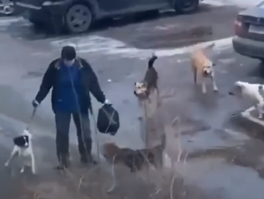 Собаковод отбился от нападения агрессивных дворняг в Воронеже