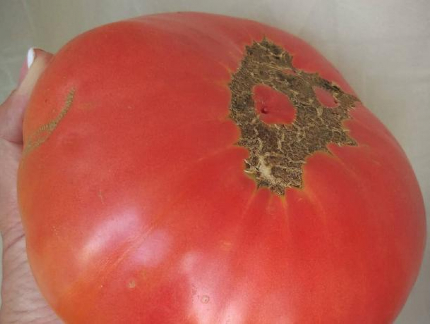 Жительница Воронежа вырастила огромный помидор-мутант