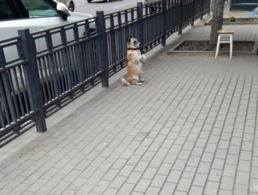 Собаку-суслика нашли на улице Воронежа