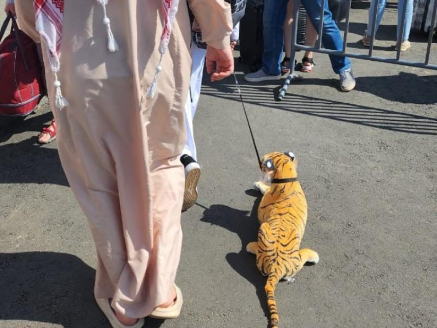 «Шейх» продолжает выгуливать тигра на улицах Воронежа 