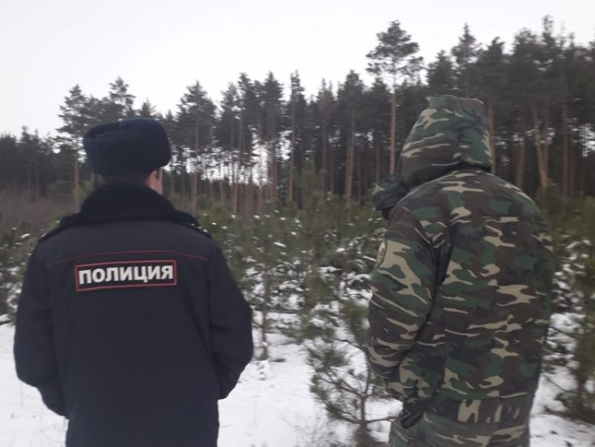 Облавы на елочных браконьеров задумали перед Новым годом в Воронежской области