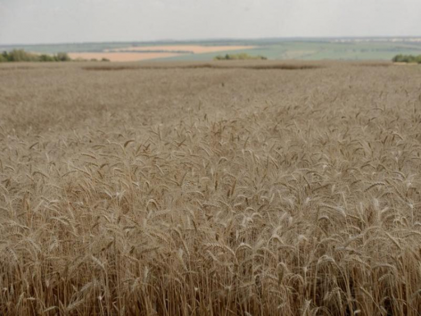 Какие районы Воронежской области в лидерах по сбору зерна, рассказал Александр Гусев