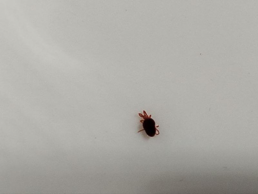 Таинственных клещей заметили в хурме в Воронежской области