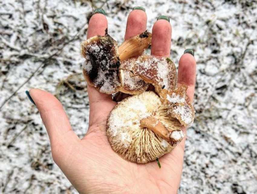 Из-за «дурдома с погодой» под Воронежем нашли замороженные грибы