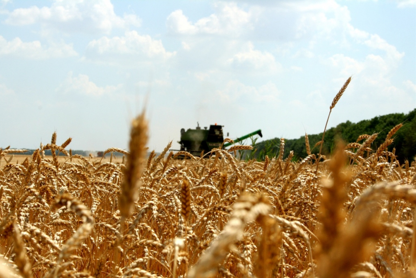 В Воронежской области ожидается самый богатый урожай зерна за всю историю региона