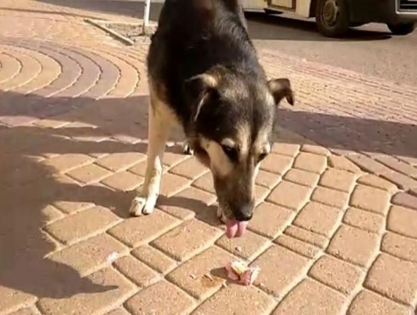 В Воронеже сняли на видео пса, отметившего Первомай десертом на пороге мэрии