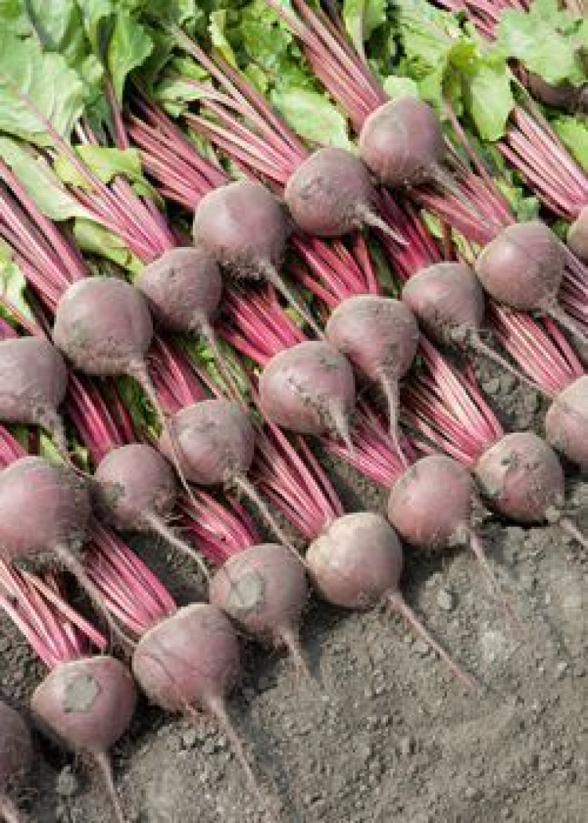 Воронежское предприятие привлекли к ответственности за отходы