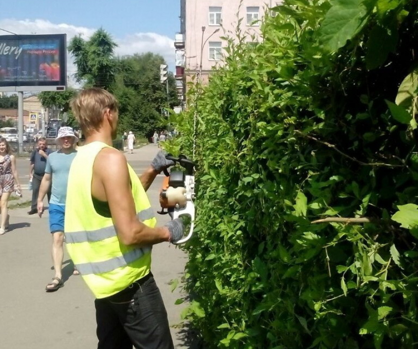 В мэрии Воронежа прокомментировали стрижку кустов «бензопилой»