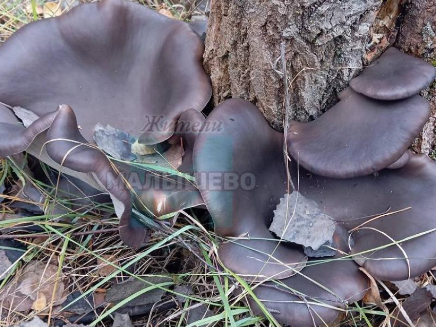 Гигантские мега-вешенки нашли в воронежском лесу