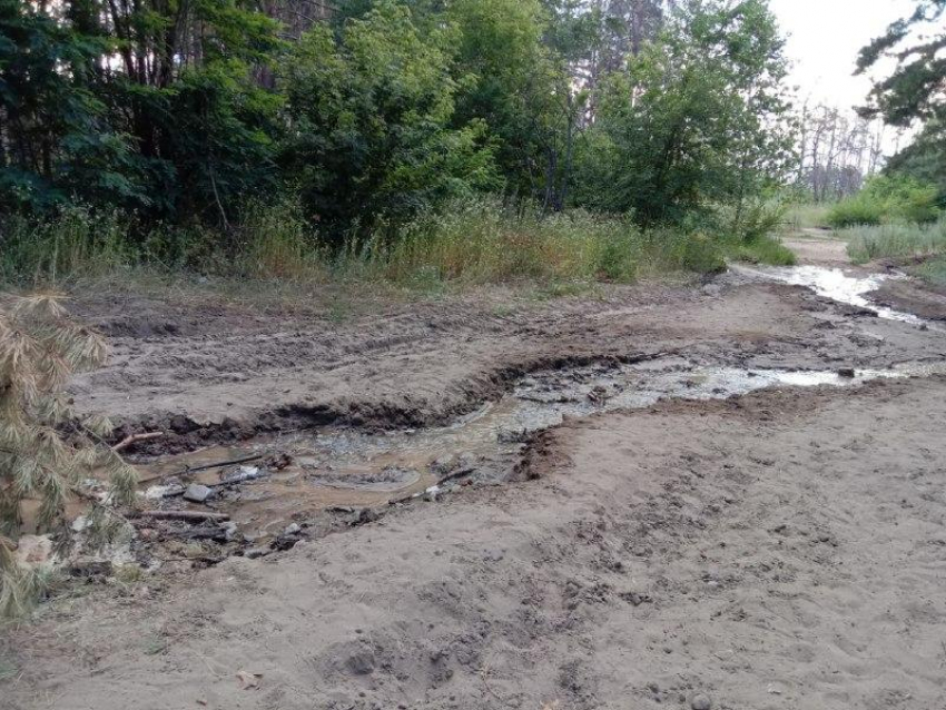 Затопление Северного леса из бесхозяйных сетей прокомментировали воронежские экологи