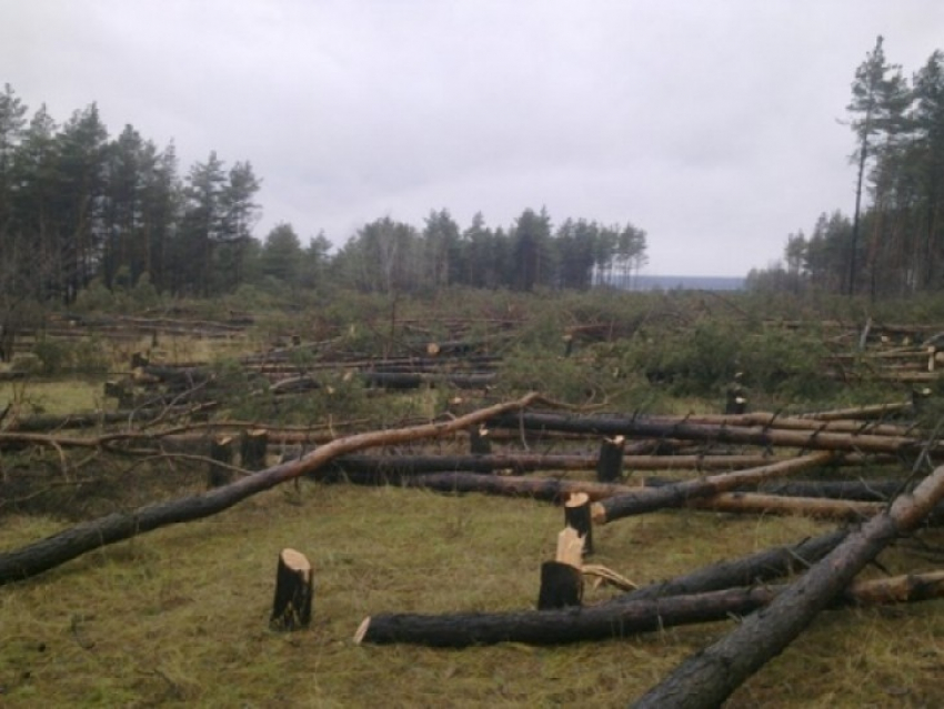 Мэрия Воронежа настаивает на наказании виновного в вырубке деревьев на Антонова-Овсеенко