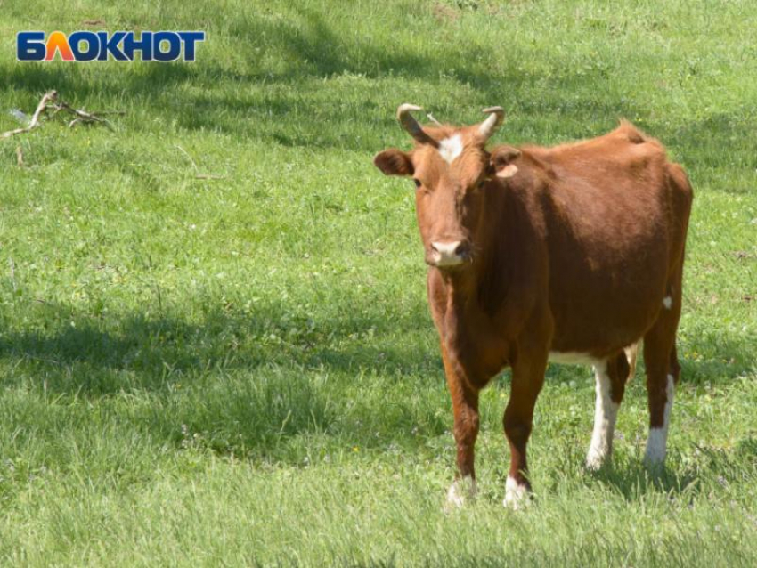 Крупный рогатый скот «идёт под нож» воронежских аграриев