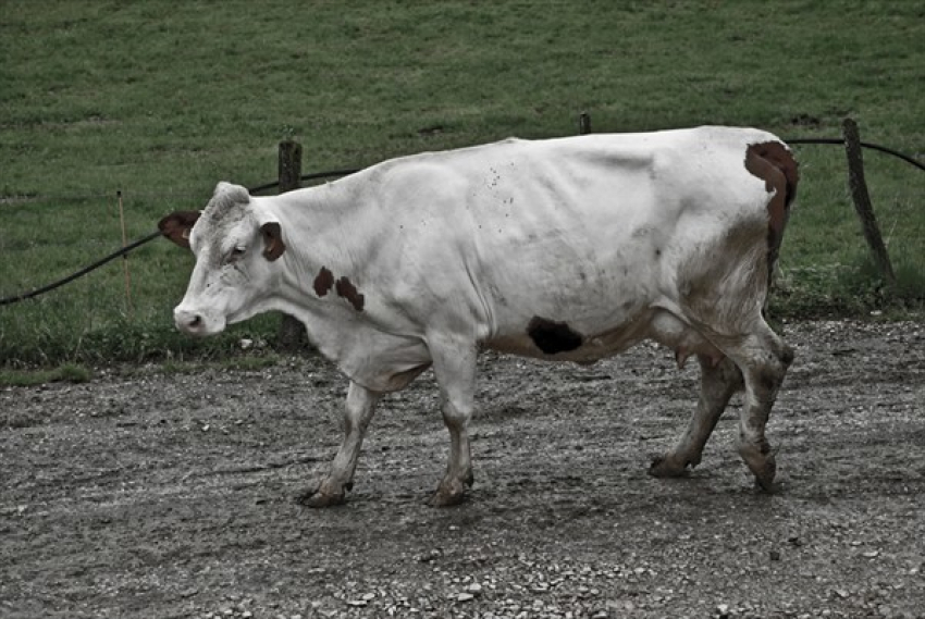 В Воронежской области двое мужчин убили чужую корову