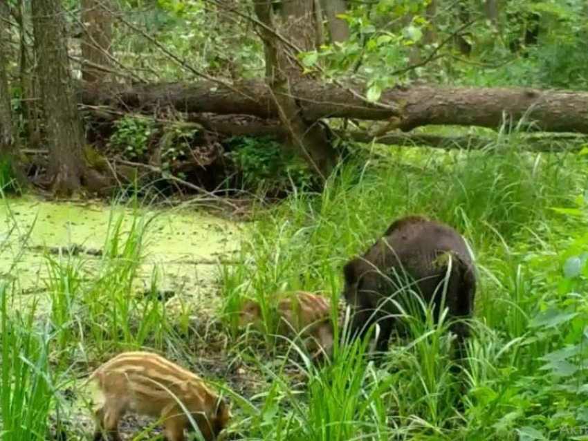 Полосатых хрюшек запечатлели на видео в воронежском лесу