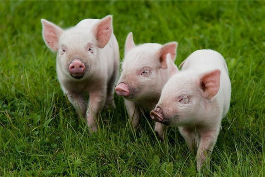 В Воронежской области зафиксирована африканская чума у свиней