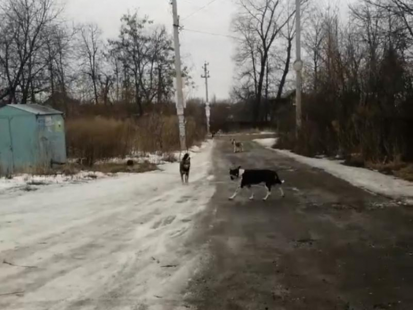 Бродячие собаки оккупировали Дальние Сады в Воронеже