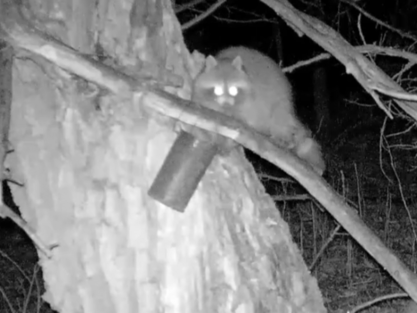 Что творят воронежские еноты под покровом ночи