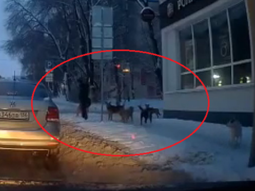 Нападение своры собак на девушку в центре Воронежа сняли на камеру