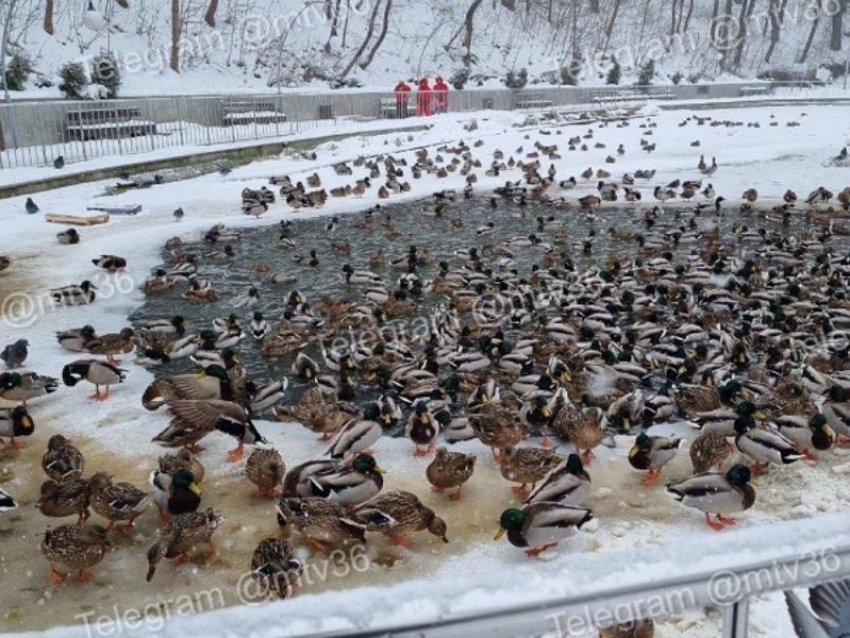 «Опасности нет»: учёный объяснил, почему утки не замерзают зимой в воронежском парке «Динамо»