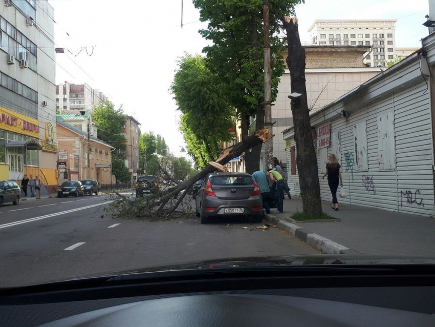 На Hyundai рухнуло дерево в центре Воронежа