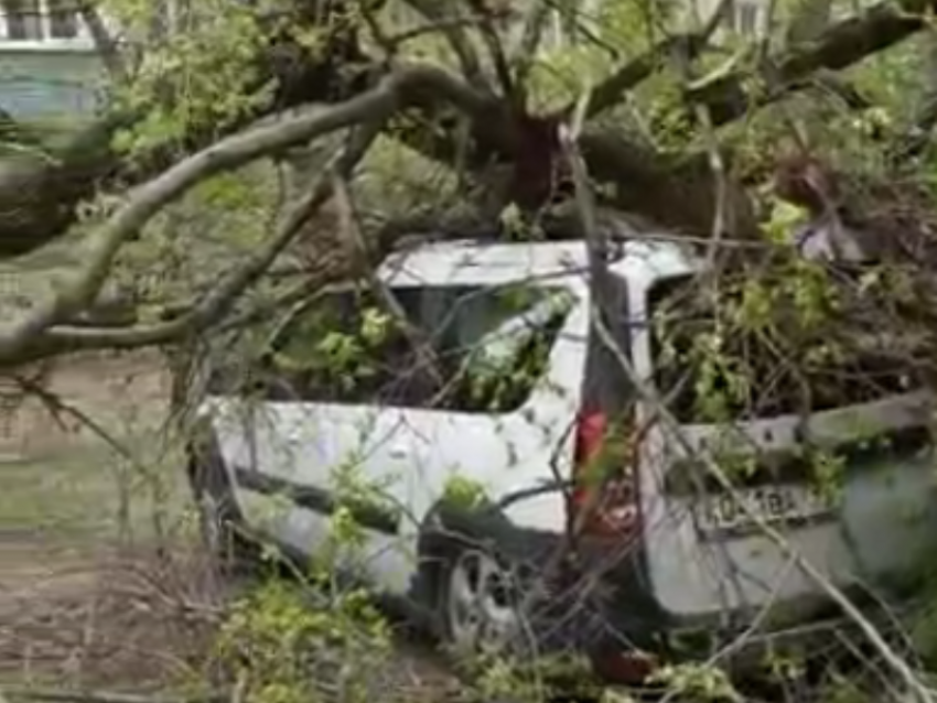  Воронежская УК переложила ответственность за придавленную деревом машину на водителя  