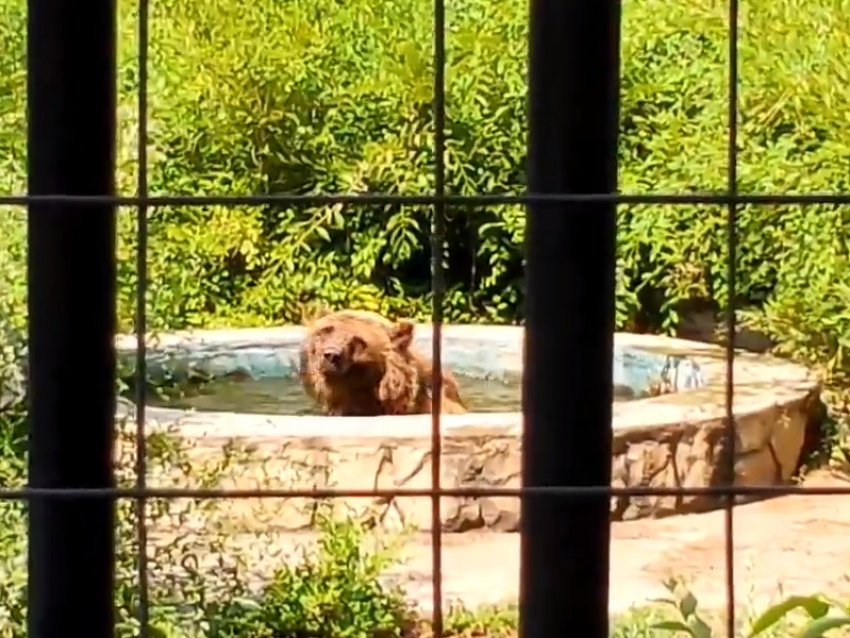 Медведи из Воронежского зоопарка купаются в бассейне, чтобы справиться с аномальной жарой