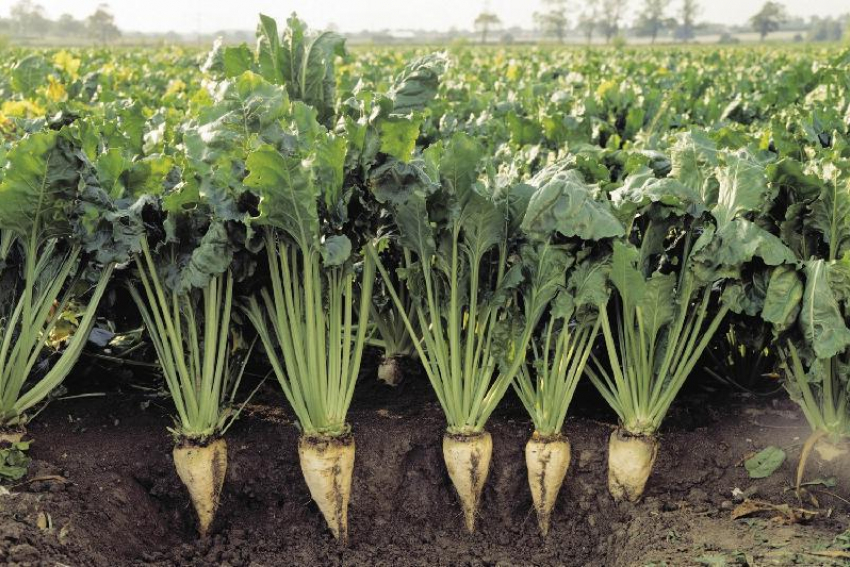 Три района Воронежской области лидируют по севу сахарной свёклы