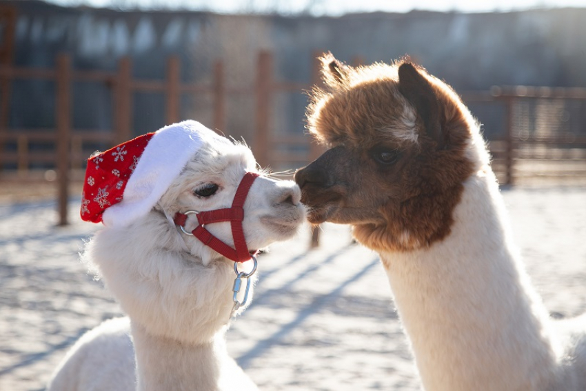 Подарок, который не завянет: 8 Марта в парке альпак «Белый колодец»