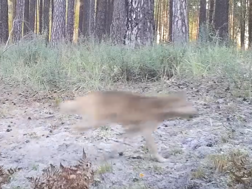 Смертельная гонка: в Воронежском заповеднике впервые сняли охоту волков на косуль