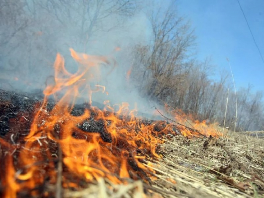 Особый противопожарный режим могут ввести раньше в Воронежской области