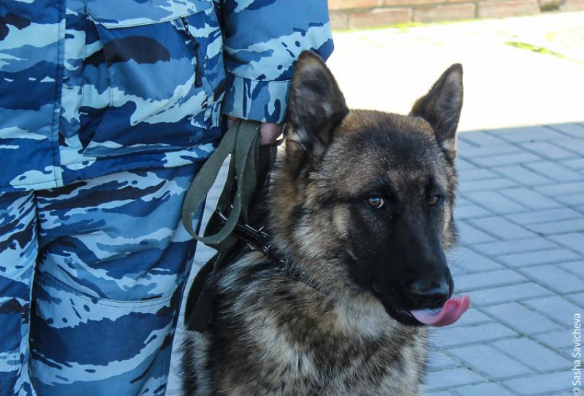 Украинский диверсант готовился к теракту в Воронеже  