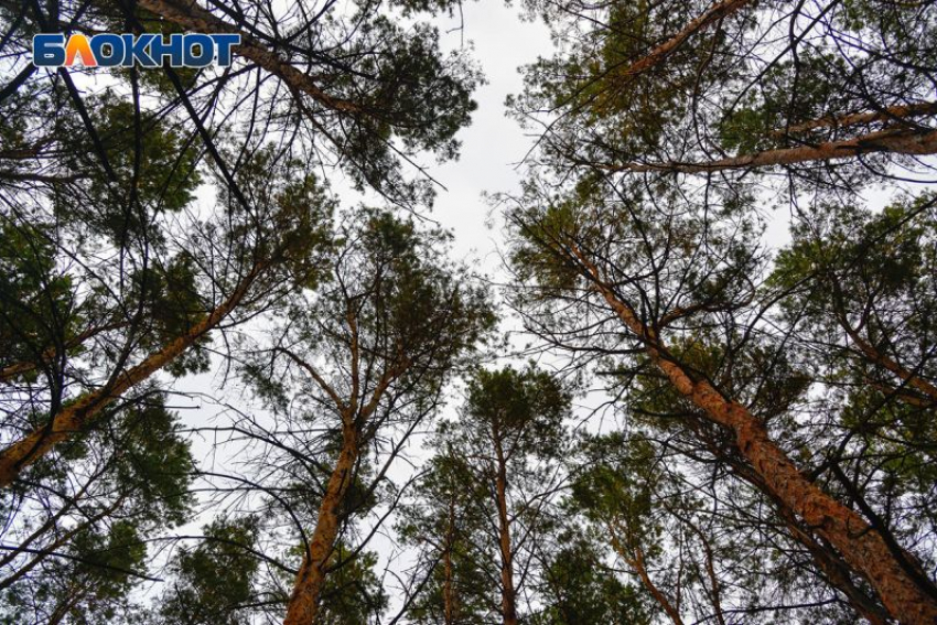 Сезон клещей 2024 года начался в Воронежской области