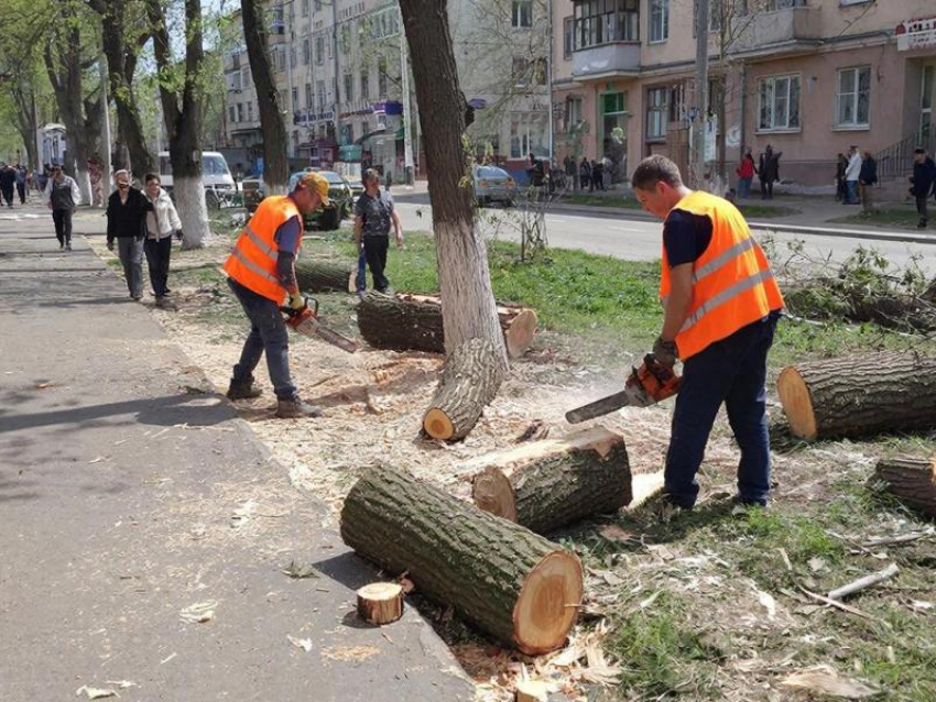 Стало известно, в каком районе Воронежа готовится вырубка деревьев на миллион 