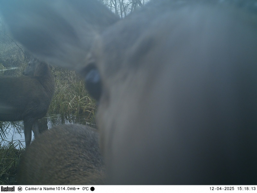 Поход лисы к бобровой плотине попал на фотоловушку воронежского заповедника