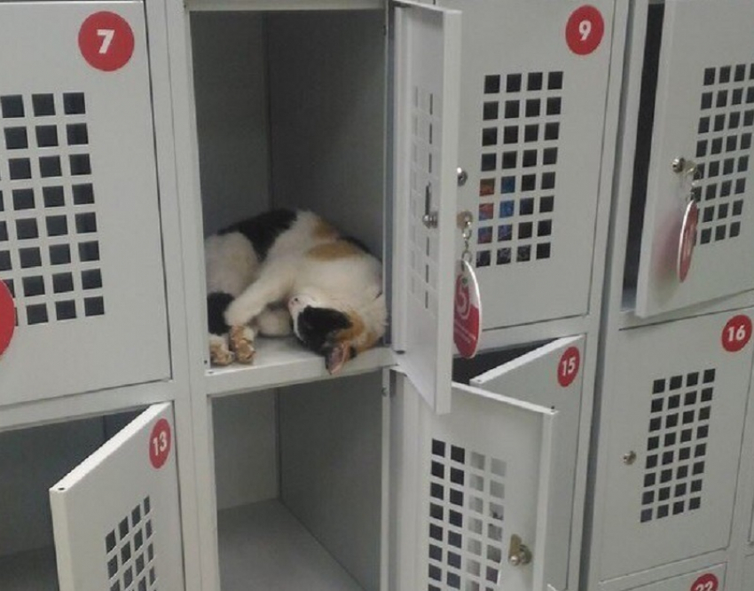 Тюрьму для котов обнаружили в супермаркете в Воронеже 