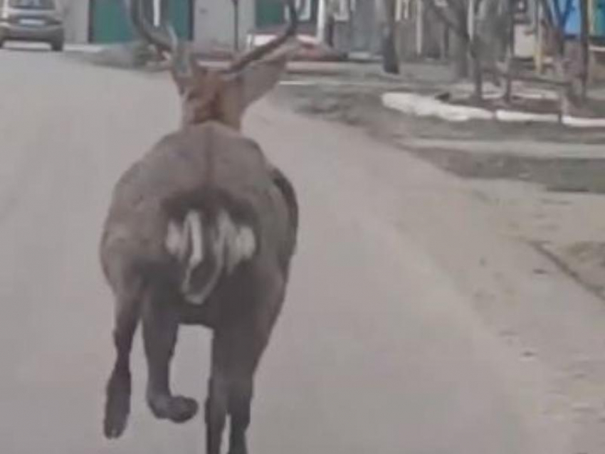 Олень из Воронежской области удивил автомобилистов прямо на городской дороге
