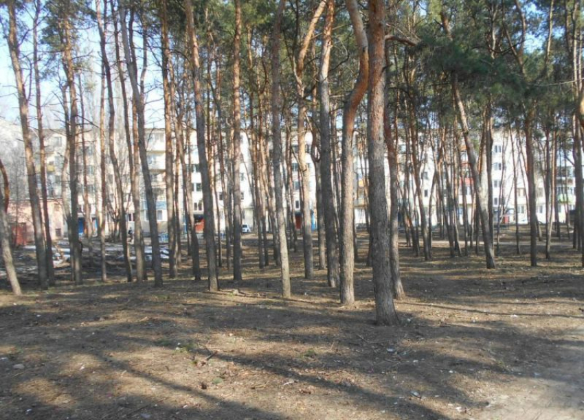 В Воронеже привели в порядок загаженный сквер на Молодогвардейцев