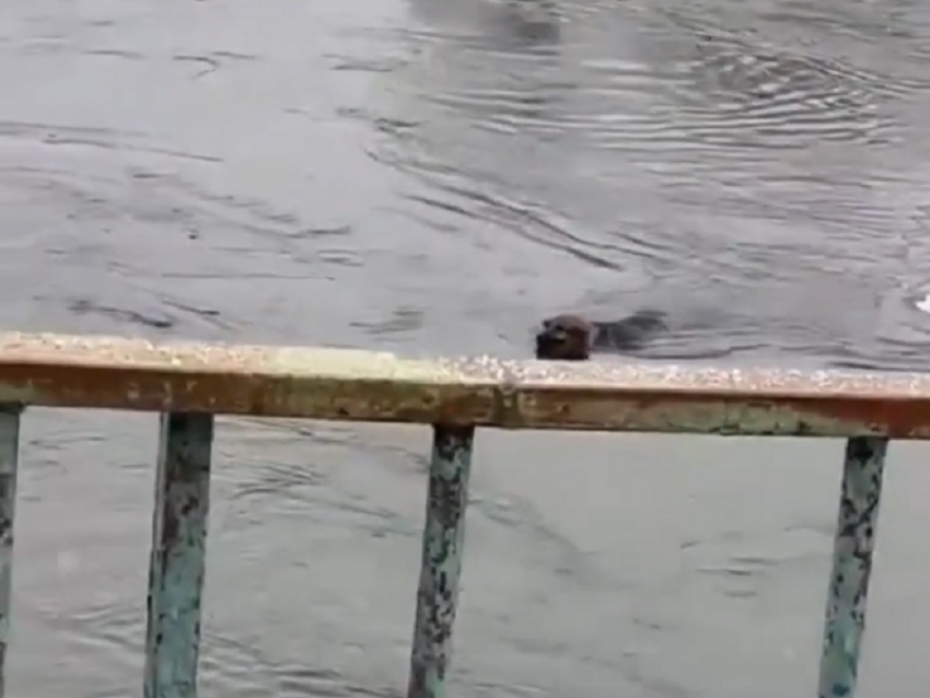 Спасение собаки из полыньи реки Воронеж с риском для жизни попало на видео 