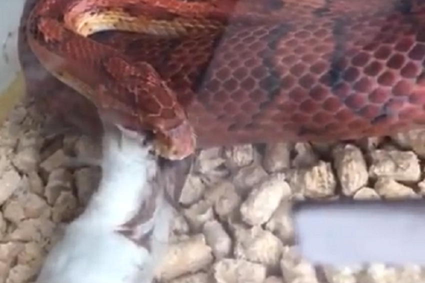 Смачное пожирание кролика гигантской змеей в Воронеже попало на видео