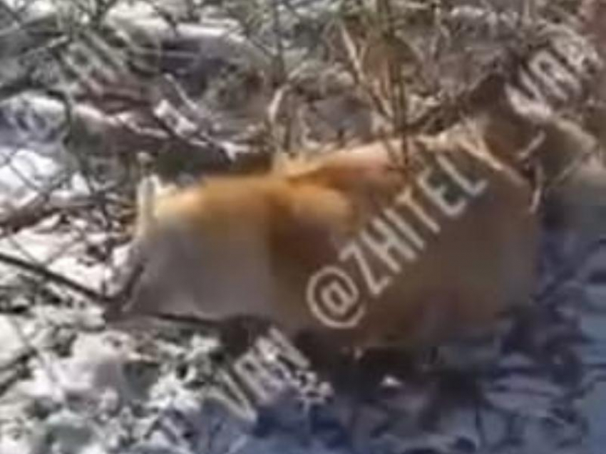 Невероятно хитрая лиса рассмешила своим поступком жителя Воронежа