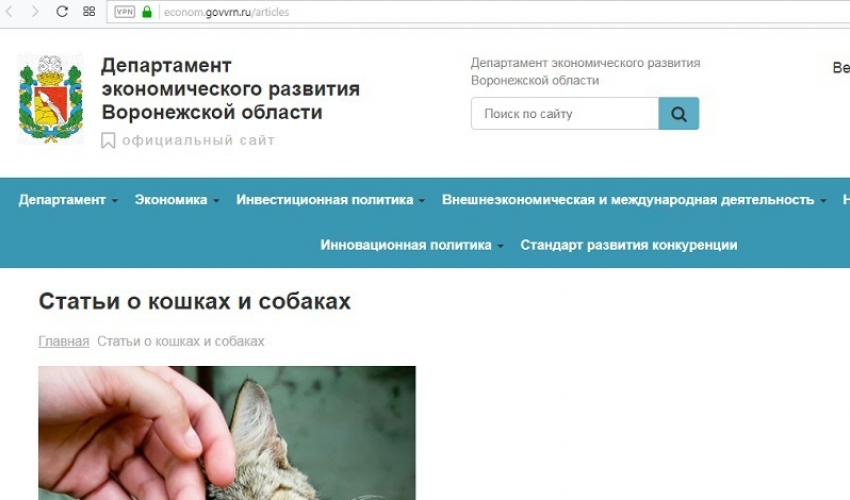 Как прекратить мяуканье кошек, учат чиновники в Воронеже 